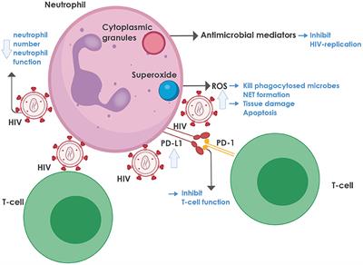 Interactions of HIV and Antiretroviral Therapy With Neutrophils and Platelets